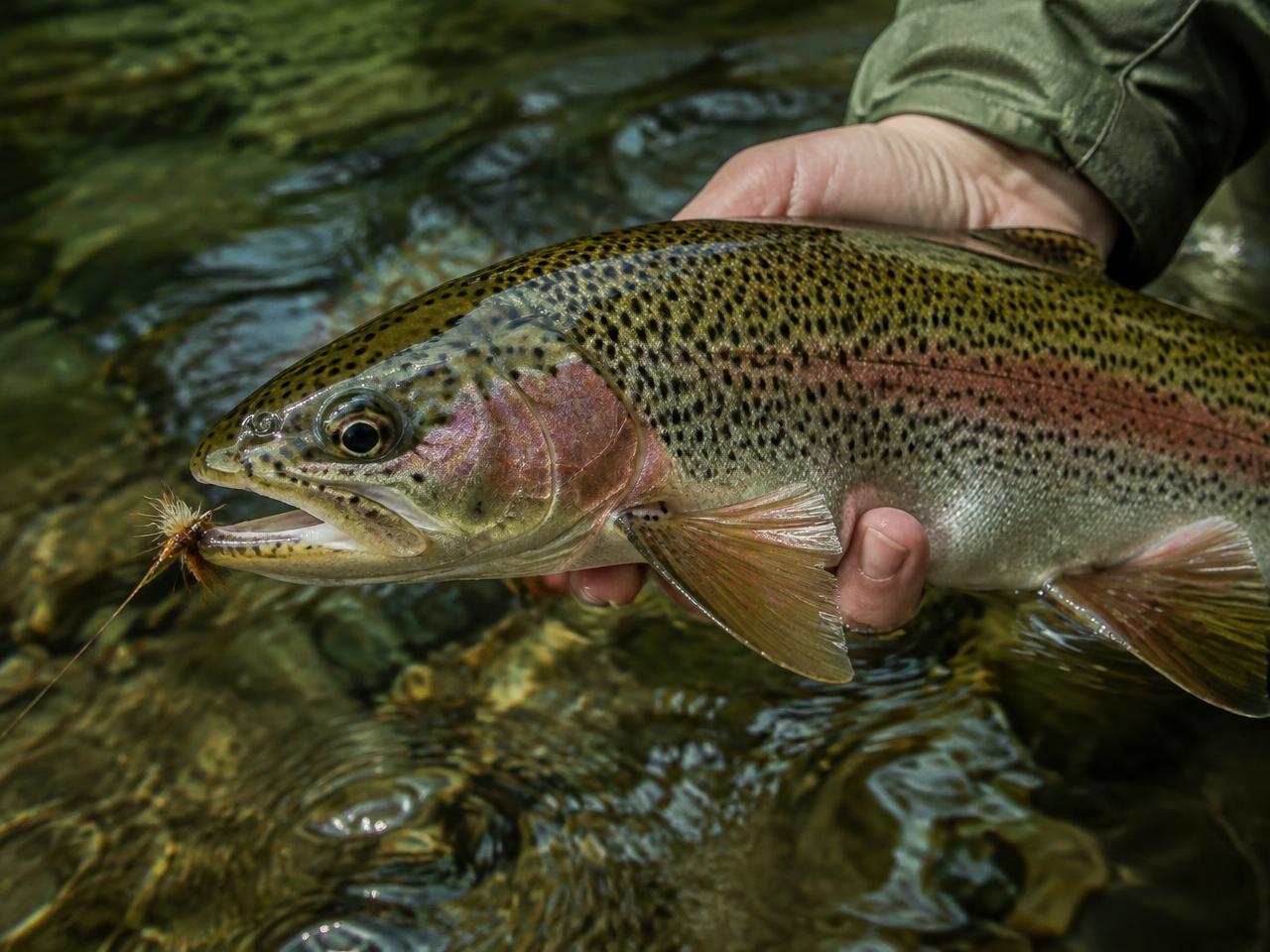 Native Rainbow